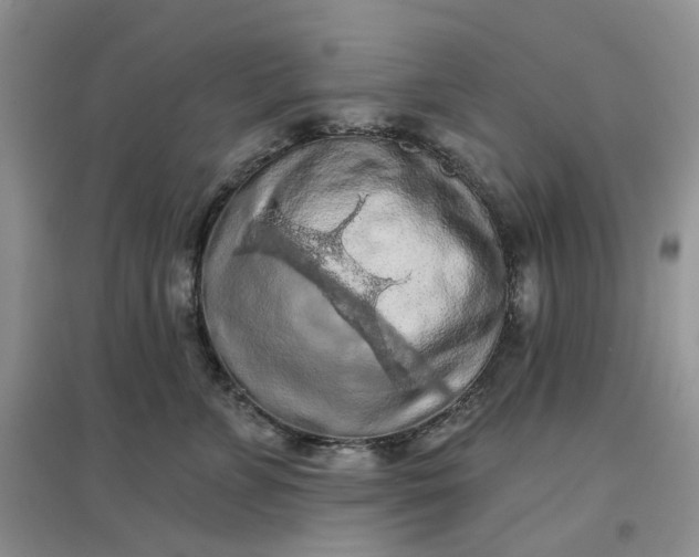 X0000097650715200803142110