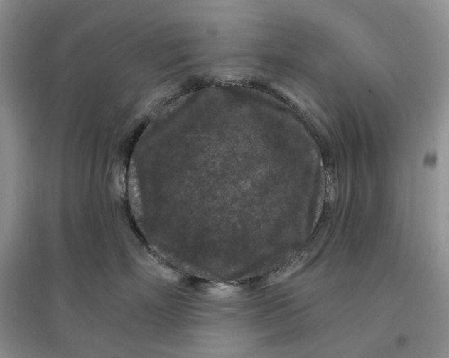 X0000097650718200803142110