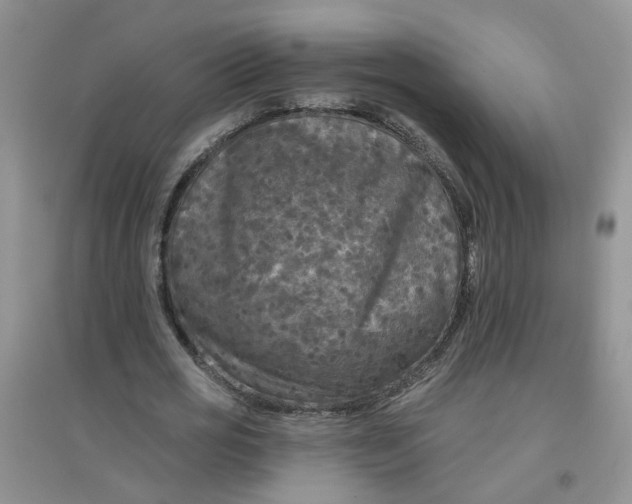 X0000097650725200803142109