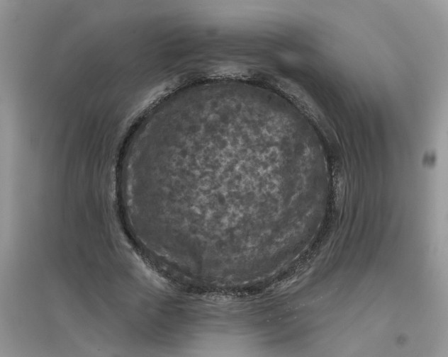 X0000097650729200803142109