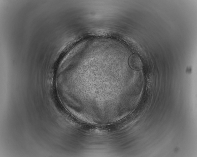 X0000097650739200803142109