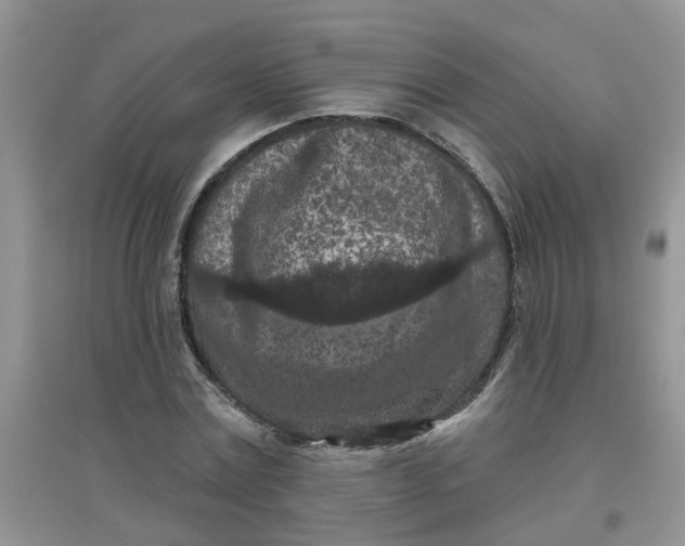 X0000097650779200803142109