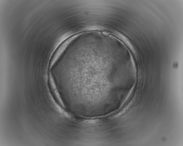 X0000097650810200803142108