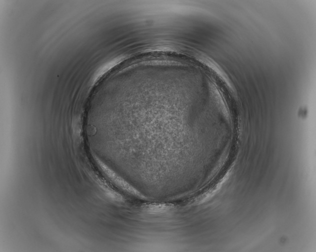 X0000097650826200803142108