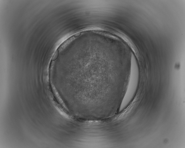 X0000097650858200803142108