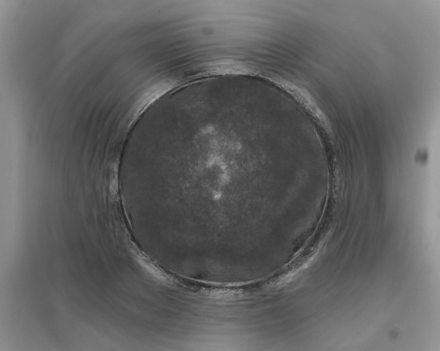 X0000097650889200803142107