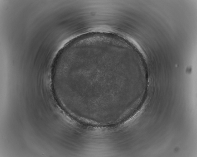 X0000097650923200803142106