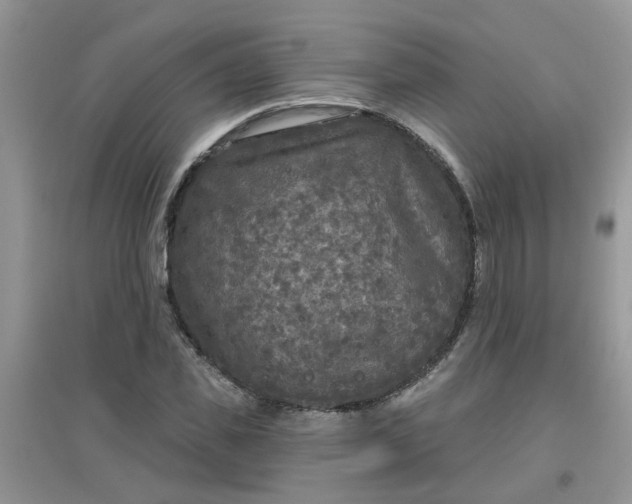 X0000097650925200803142106