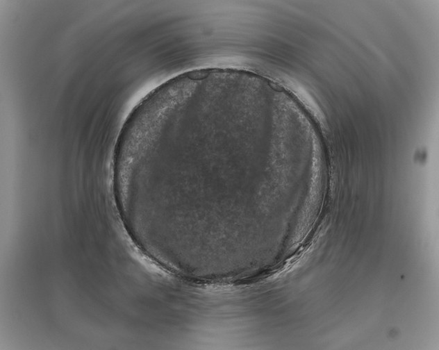 X0000097650944200803142107