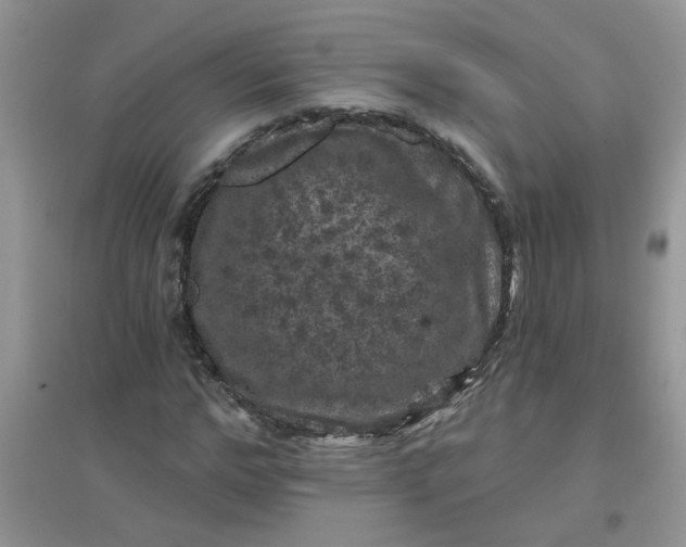 X0000097650968200803142106