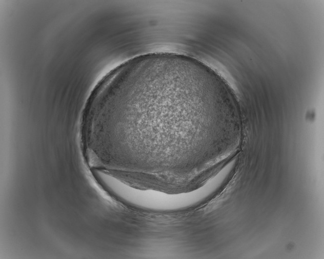 X0000097650991200803142106