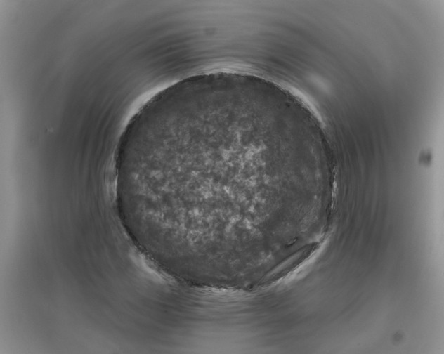 X0000097651117200803142104