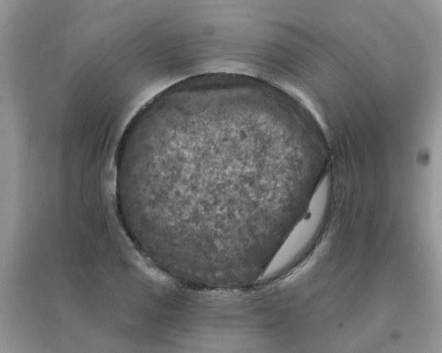 X0000097651125200803142104