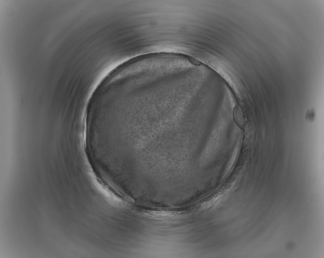 X0000097651132200803142104