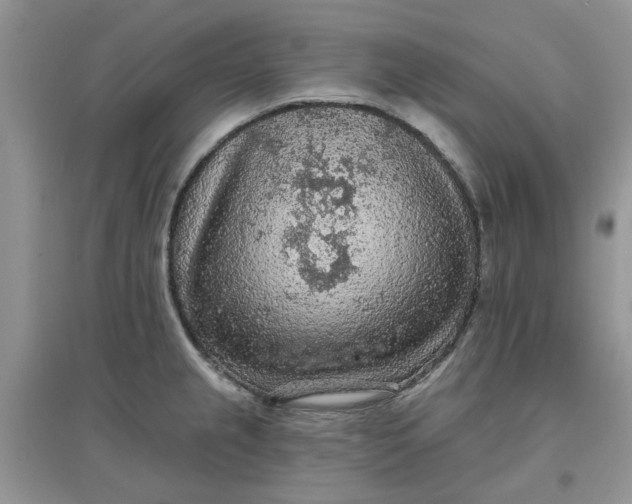 X0000097651237200803142102