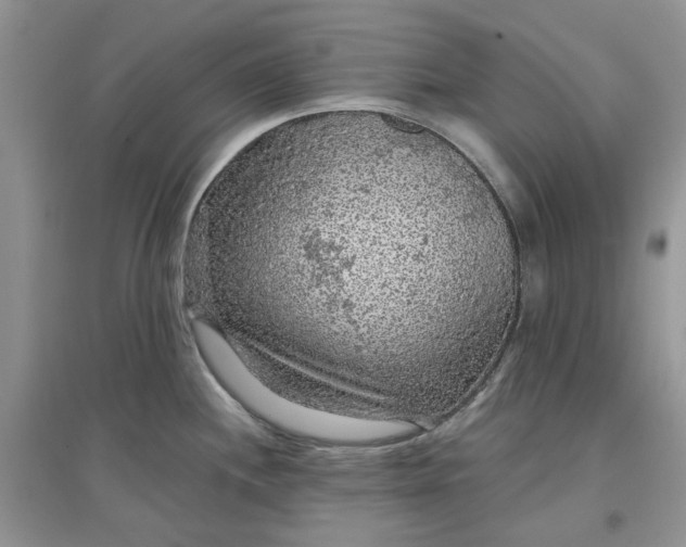 X0000097651244200803142103