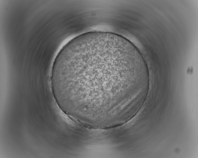 X0000097651248200803142103