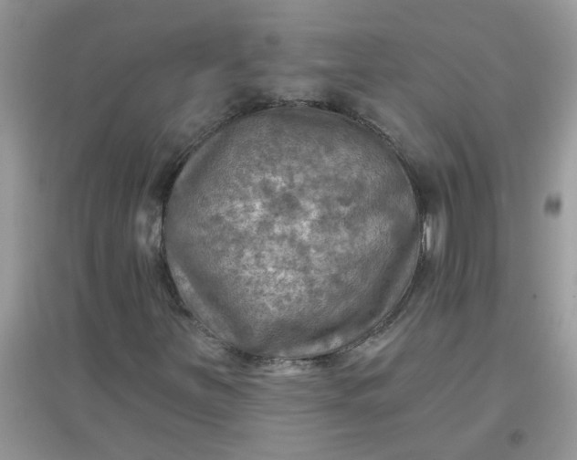 X0000097651251200803142102