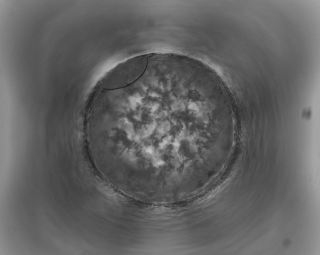 X0000097651263200803142102