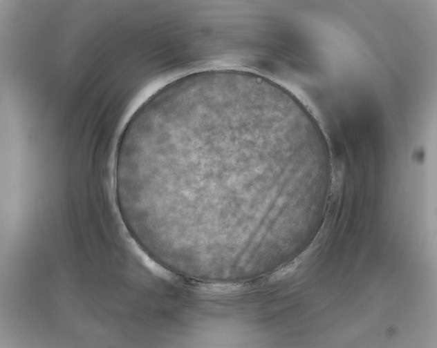 X0000097651294200803142101