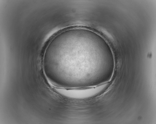 X0000097651310200803142101