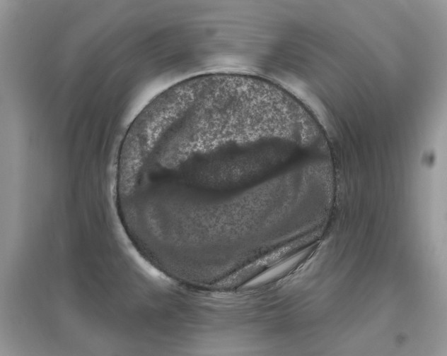 X0000097651383200803142100