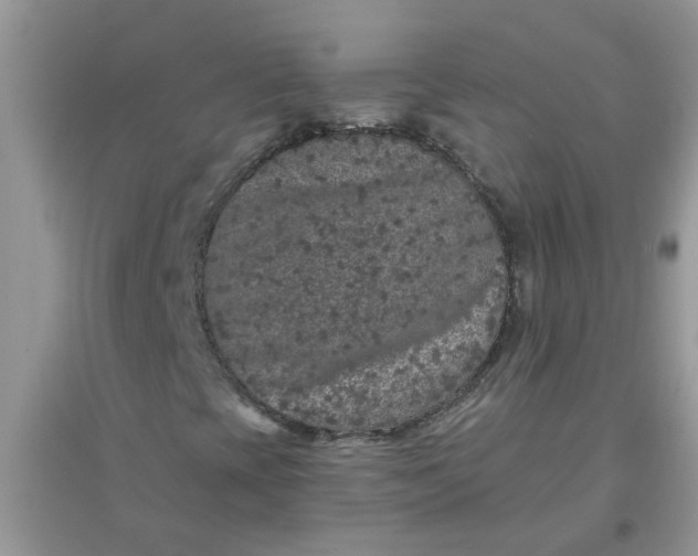 X0000097651393200803142059