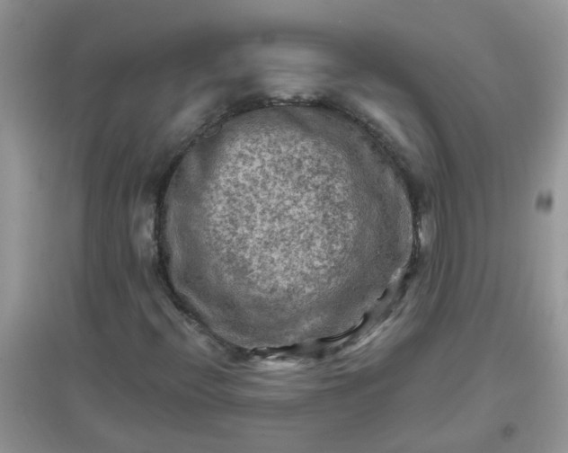 X0000097651396200803142059