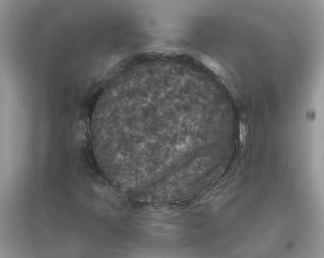 X0000097651397200803142059