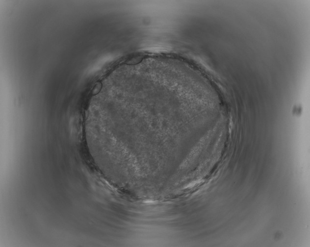 X0000097651398200803142059