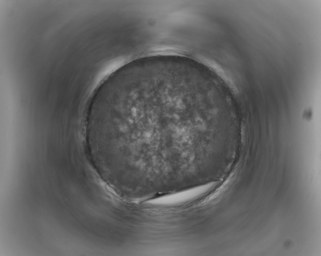 X0000097651405200803142059