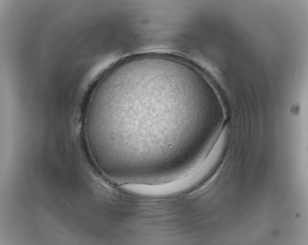 X0000097651406200803142059