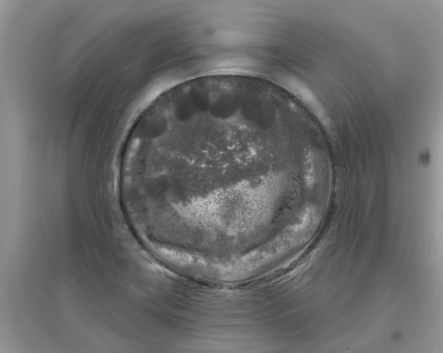 X0000097651419200803142059