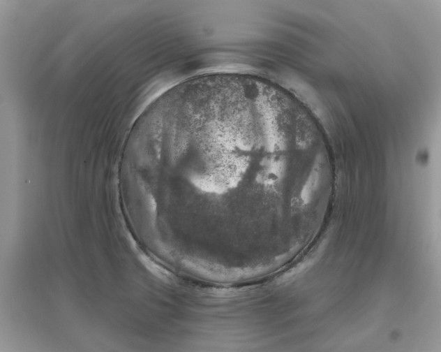 X0000097651425200803142059