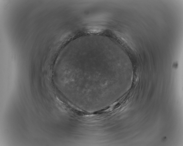 X0000097651441200803142059