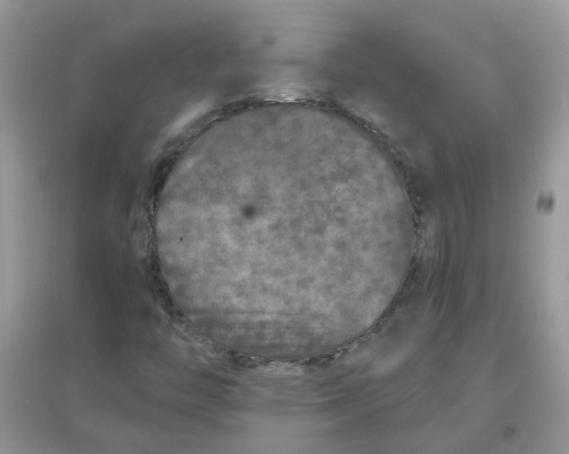 X0000097651446200803142059