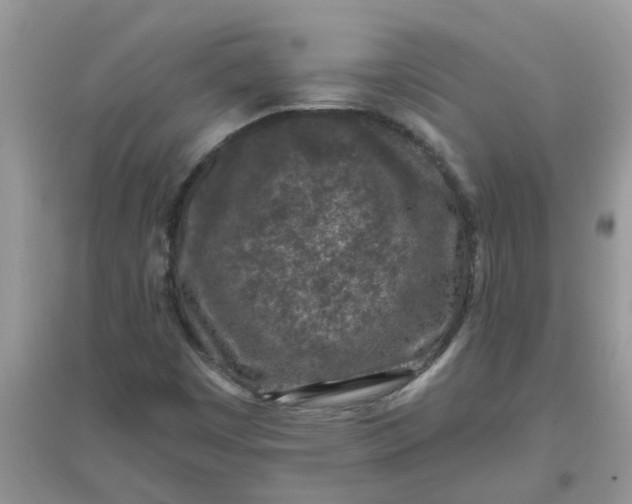 X0000097651449200803142059