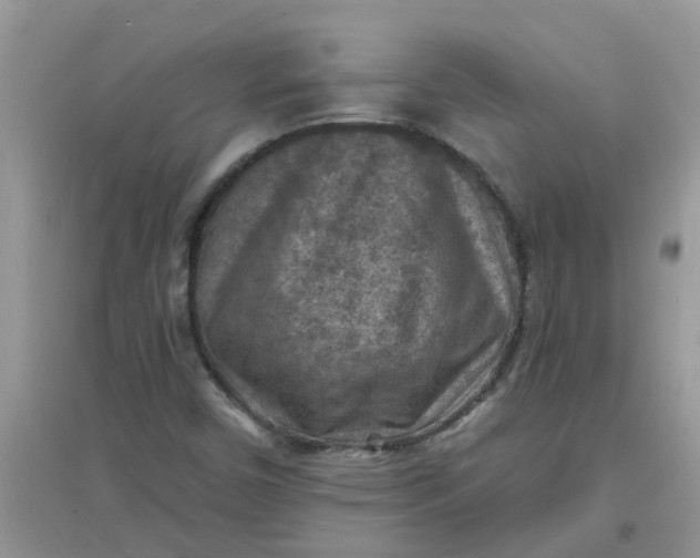 X0000097651450200803142059