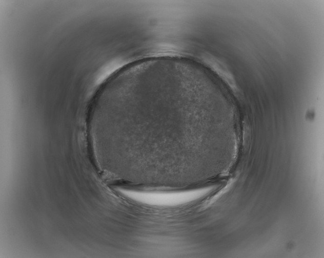 X0000097651453200803142059