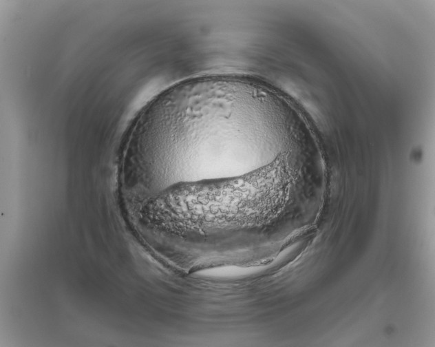 X0000097651459200803142059