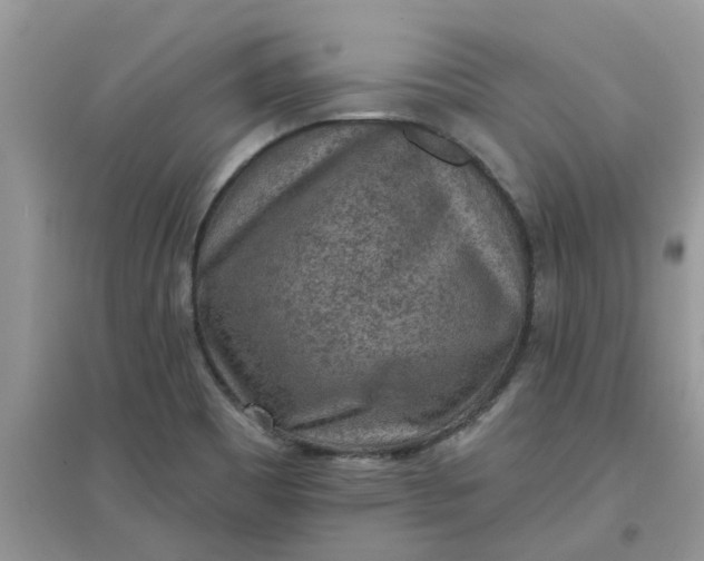 X0000097651465200803142059