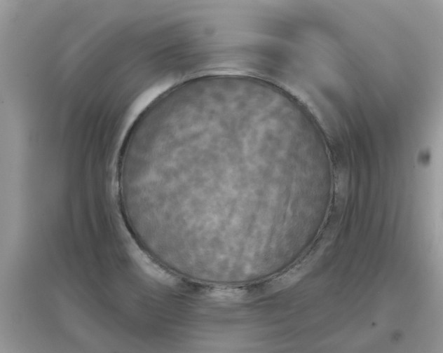 X0000097651466200803142059