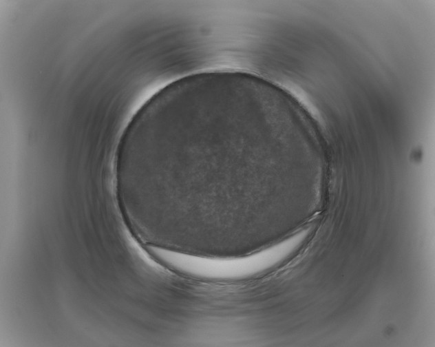 X0000097651468200803142059