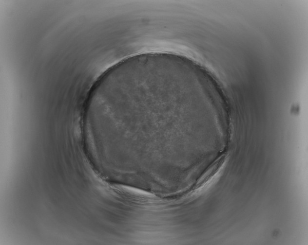 X0000097651497200803142058