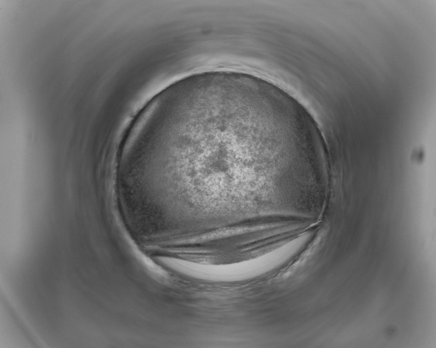 X0000097651525200803142058