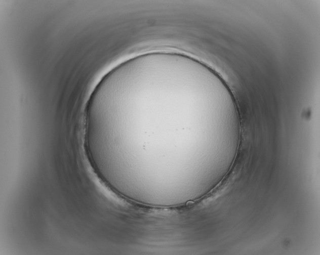 X0000097651526200803142058