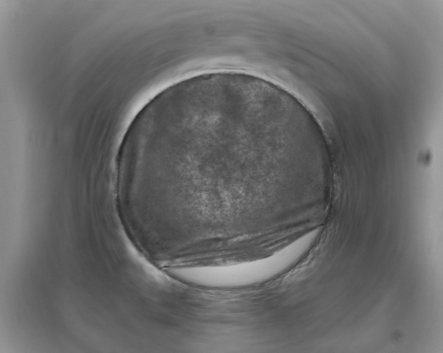 X0000097651527200803142058