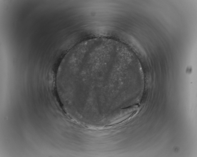 X0000097650029200803211906