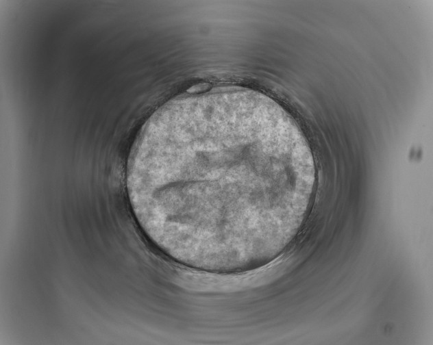 X0000097650048200803211906