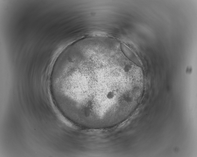 X0000097650049200803211905